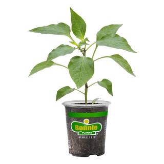 Bonnie Plants 19 oz. Poblano Ancho Pepper Plant 3600