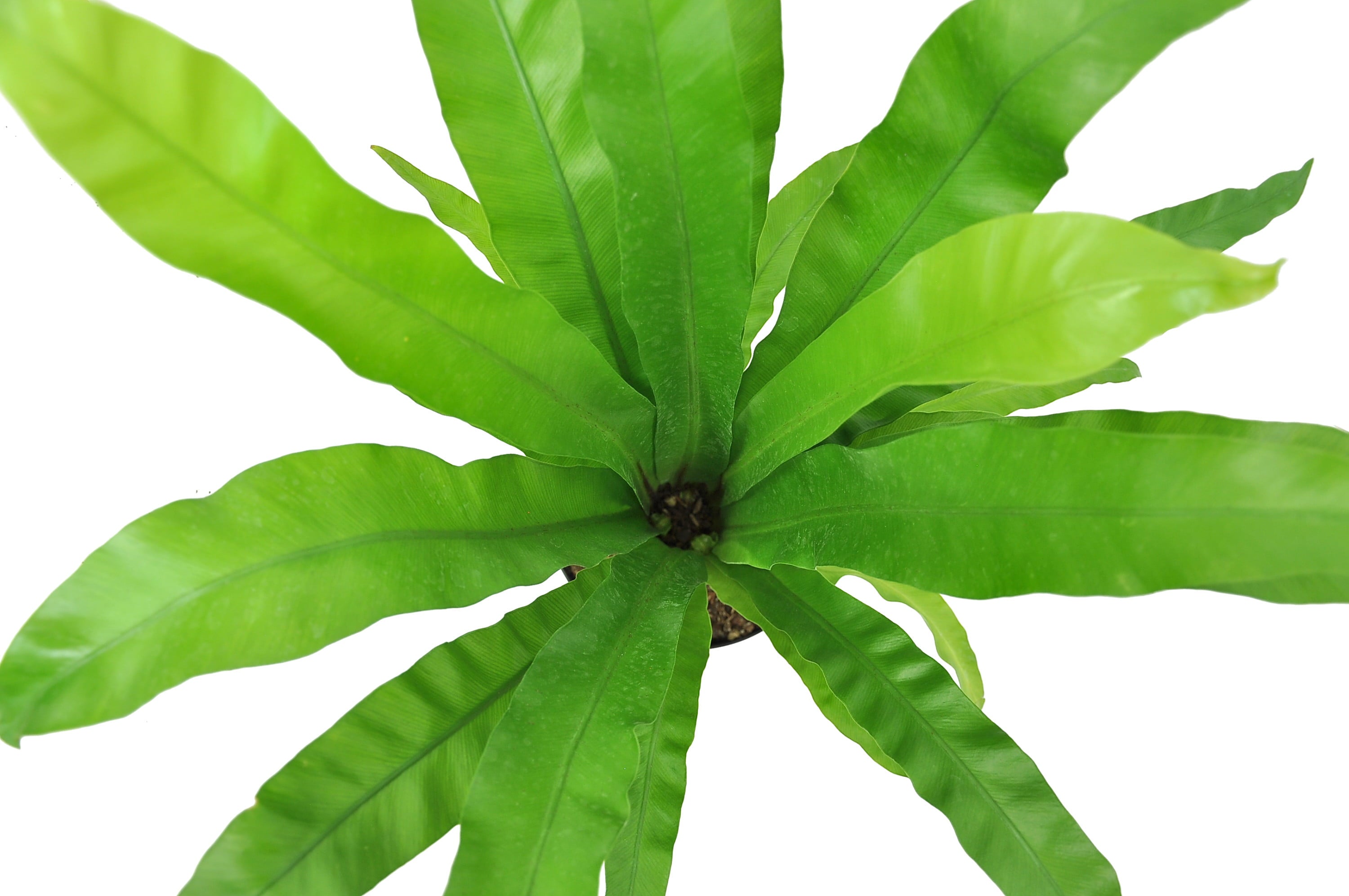 Costa Farms  Live Indoor 15in. Tall Green Bird's Nest Fern Macramé; Bright， Indirect Sunlight Plant in 6in. Décor Pot