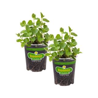Bonnie Plants 19 oz. Spearmint Herb Plant (2-Pack) 202024