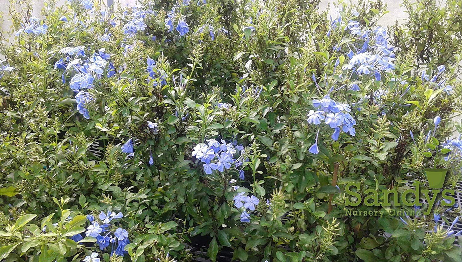 Plumbago Auriculata Perennial Shrub， Imperial Blue Flower， Lot of 12 Starter Plants