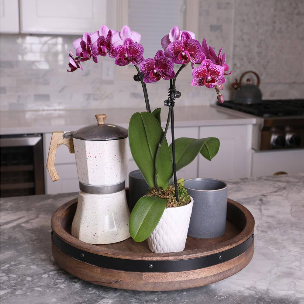 Just Add Ice Orchid (Phalaenopsis) Petite Purple Plant in 3 in. White Ceramic Pottery J5005