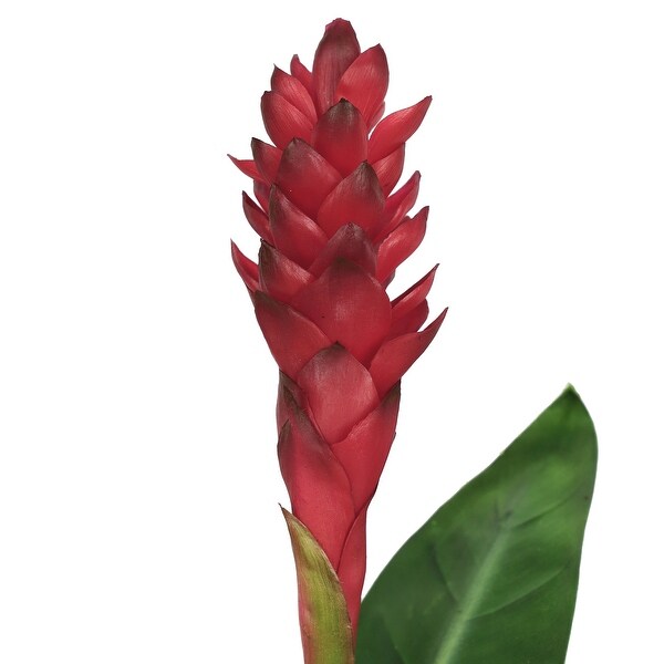 Set of 2 Real Touch Red Artificial Ginger Flower Stem Tropical Spray with Leaf 31in