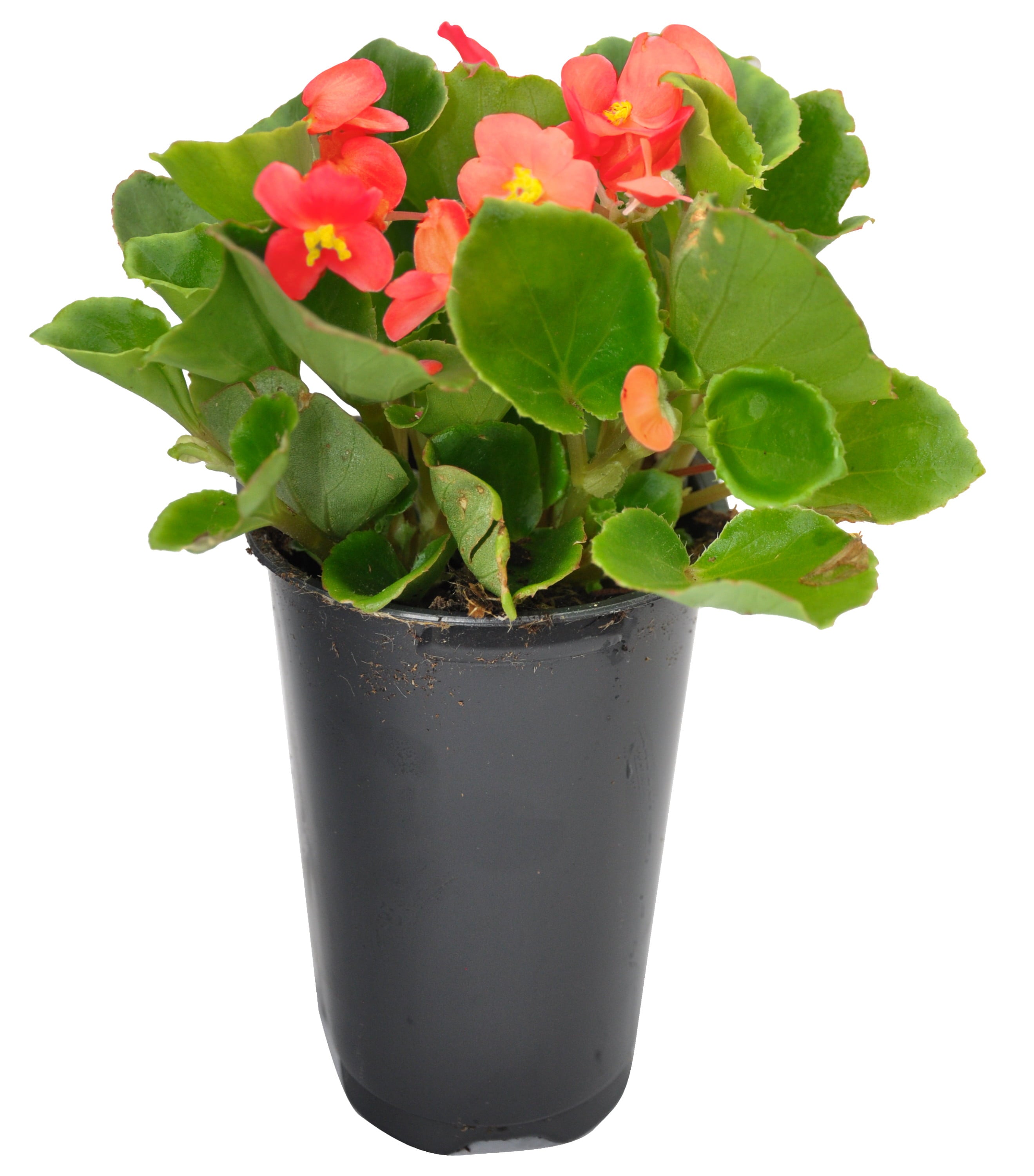 Costa Farms  Live Outdoor 7in. Tall Red Wax Begonia; Partial Shade Outdoors Plant in 4.5in. Grower Pot， 4-Pack