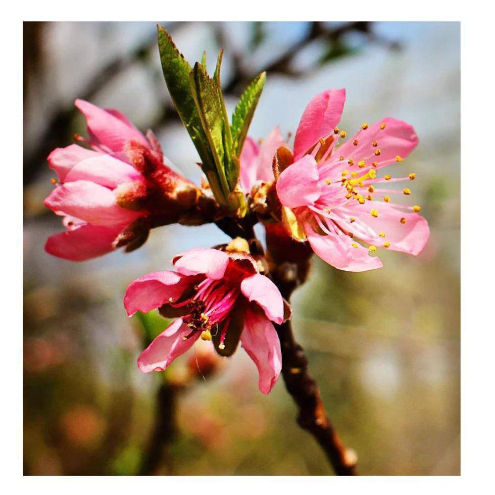 Southern Living 7 Gal. Belle of Georgia Peach Tree PCHBEL07G