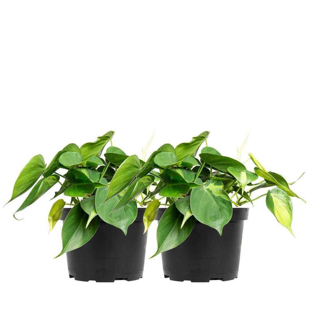 Perfect Plants Philodendron 'Brasil' Indoor Plant in 6 in. Growers Pot (2-Pack) Heavily Variegated Green Vines THD00479