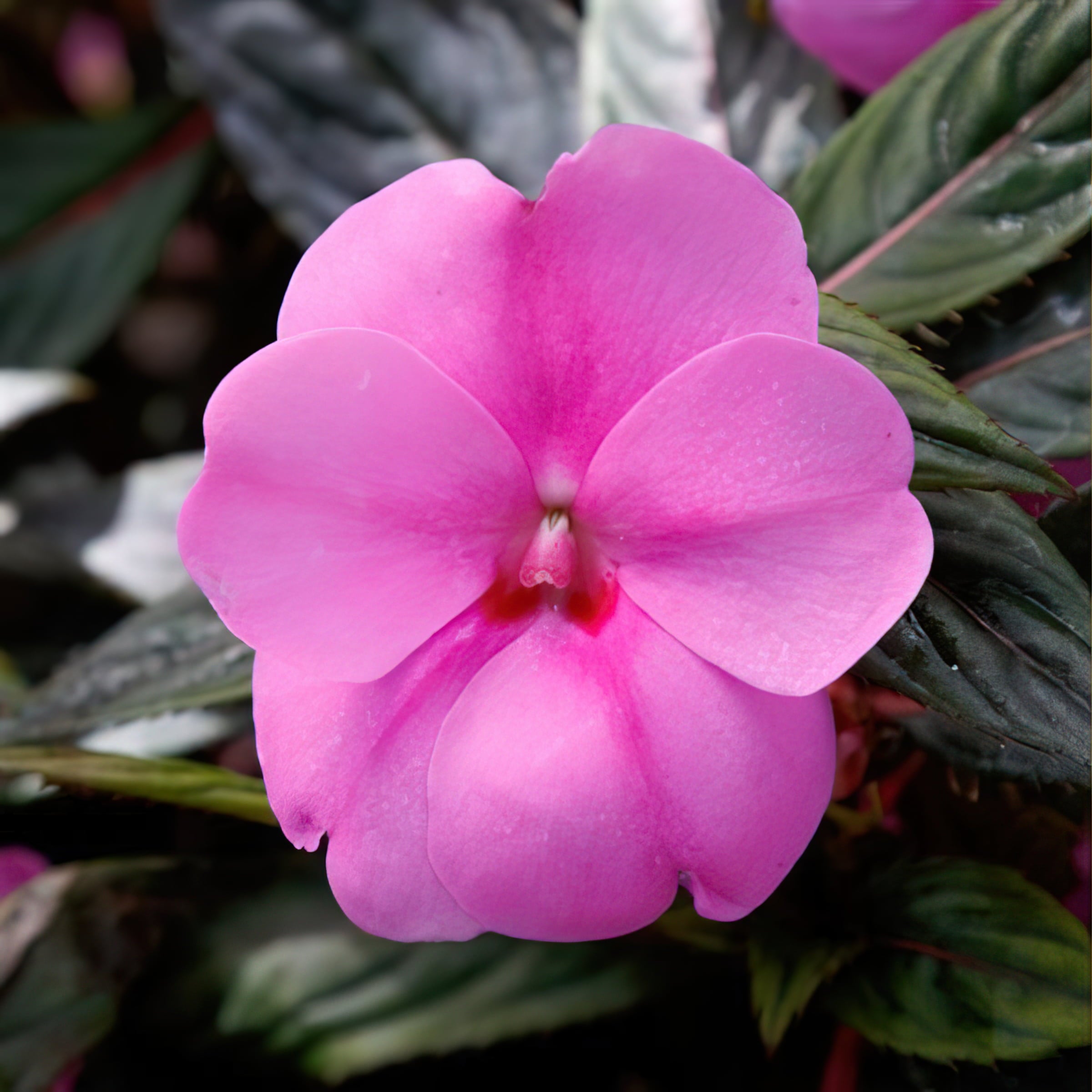 Impatiens Jumbo Splash Vigorous Lavender 3- piece