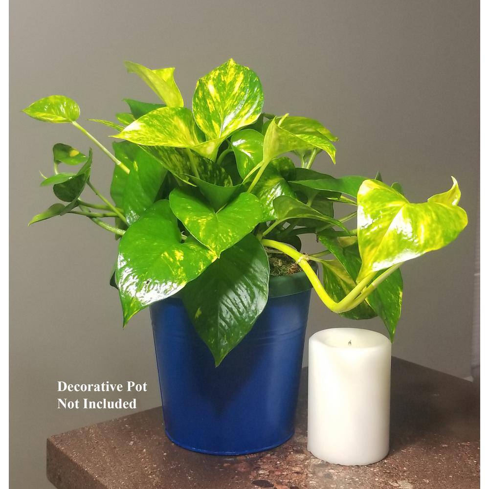 Golden Pothos Plant in 6 in. Hanging Basket (2-Pack) 2PkHBGldP