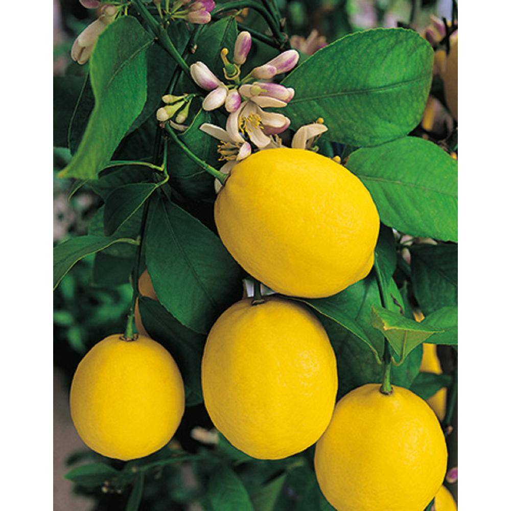 BELL NURSERY 1 Gal. Improved Meyer Lemon Tree Live Tropical Tree with White Flower to Yellow Fruit (1-Pack) LEMON1MEY1PK