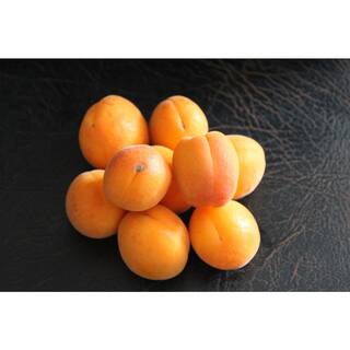 Online Orchards Dwarf Puget Gold Apricot Tree - Easiest Growing Apricot Tree (Bare-Root 3 ft. to 4 ft. Tall 2-Years Old) FTAC004