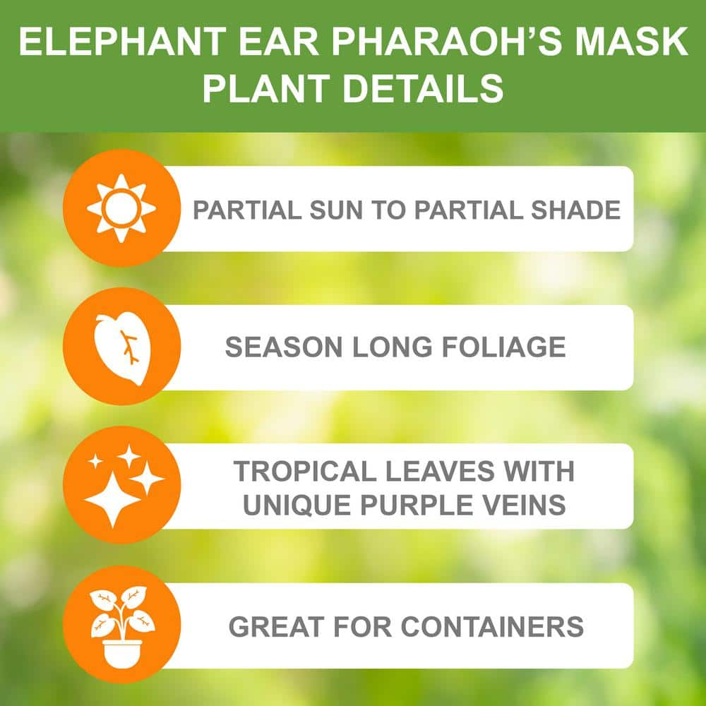 Garden State Bulb 79 in. Pharaoh's Mask Elephant Ear Bulbs (Bag of 1) ECS-46-01-01