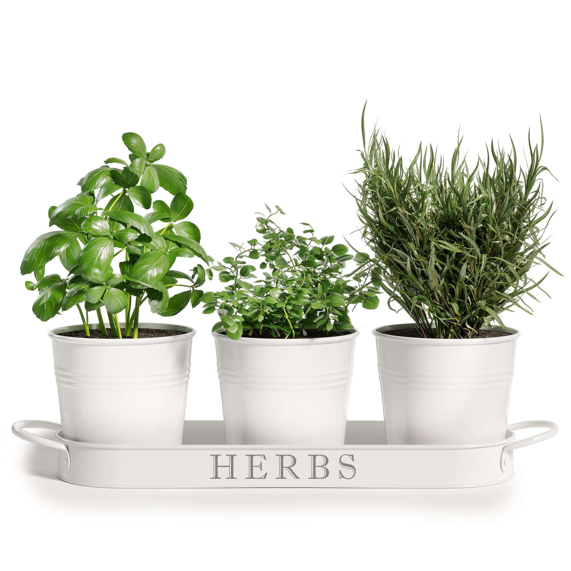 Barnyard Designs Farmhouse Herb Garden Planter Indoor Planter Set with Tray or Outdoor Apartment Window Planter Box, Windowsill Planter Box, Indoor Herb Planter Garden Pots Herb Pots, White, Set/3