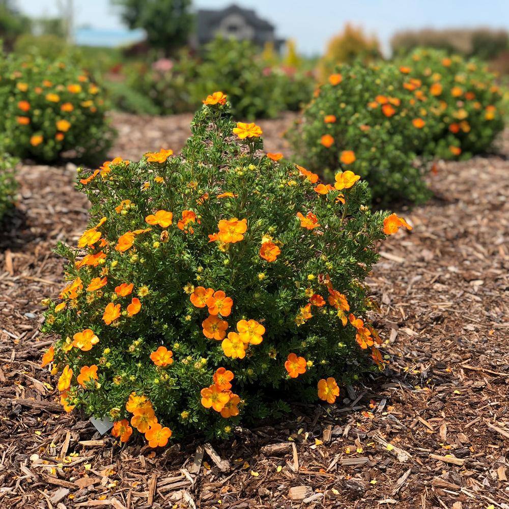 BLOOMIN' EASY Jumbo Pint Bella Sol Potentilla Live Shrub Sunset Orange Flowers DGPE3759