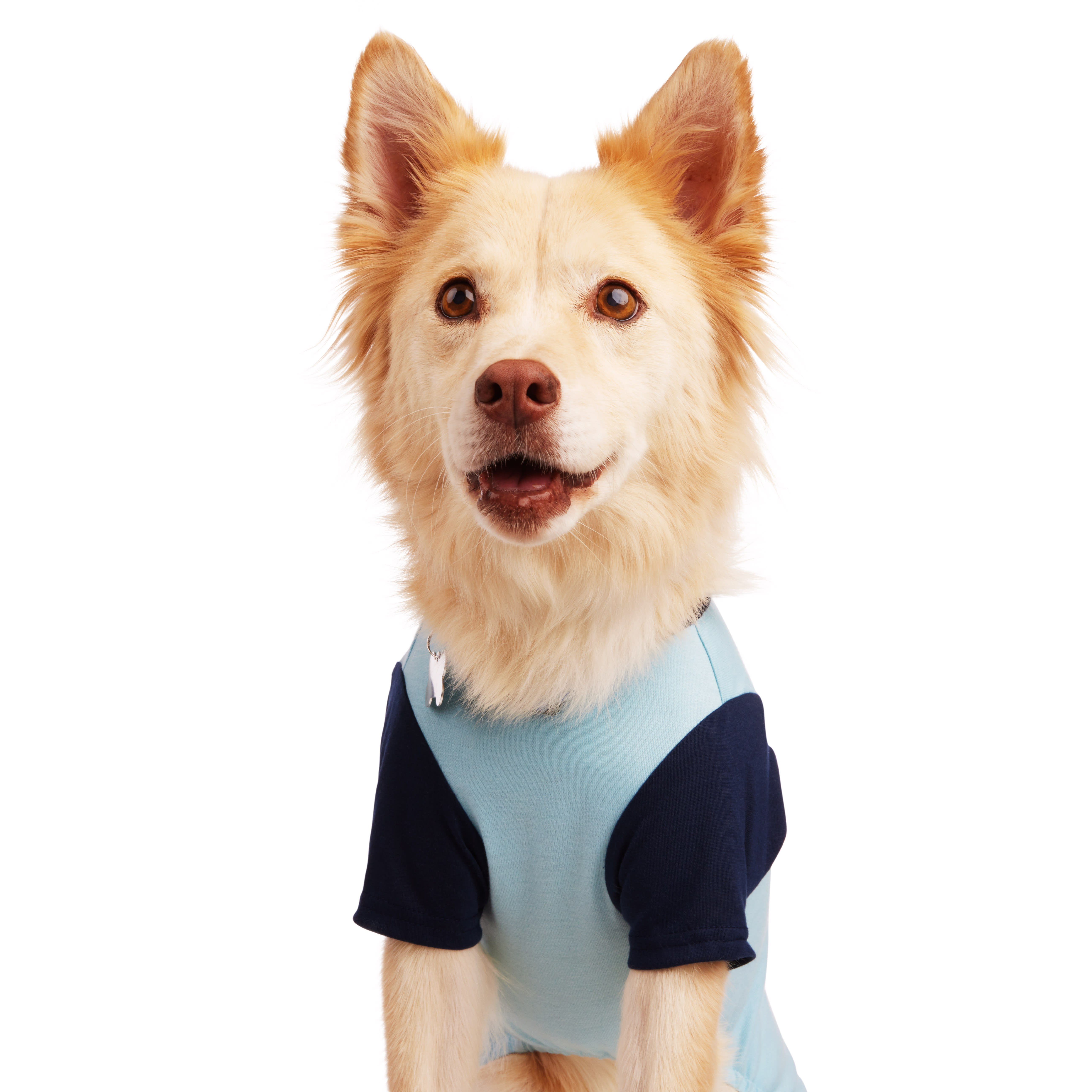 YOULY Taco Dog Hoodie， XX-Small