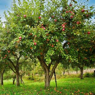 Gala Apple #1 Gal. Potted Tree APPGAL01G