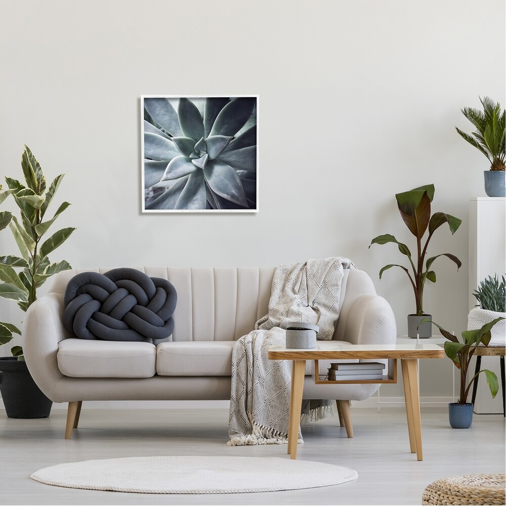 Stupell Succulent Plant Photography Framed Giclee Art by Jessica Manelis