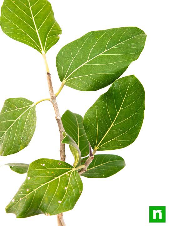 Banyan, Tree of Magha Nakshatra, Leo or Singh Rashi - Plant