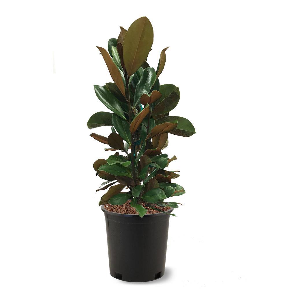 3 Gal. D.D. Blanchard Southern Magnolia Tree MAGDDB03G