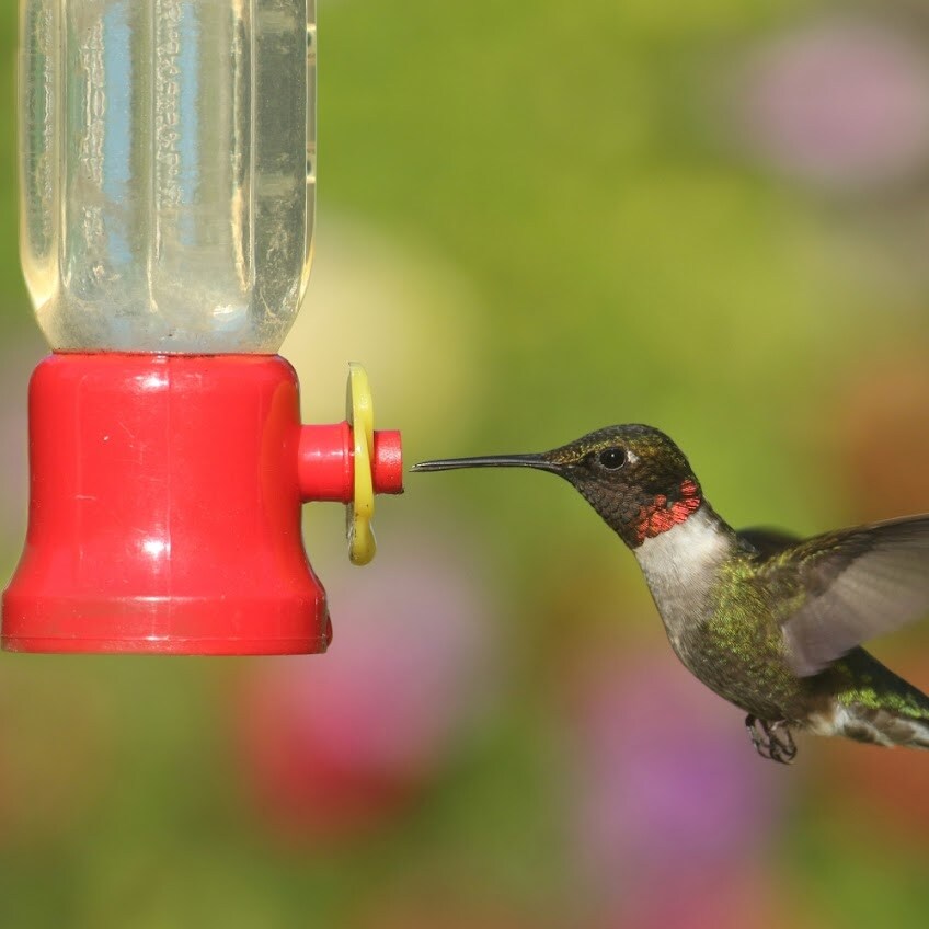 Hanging Hummingbird Feeder   2.2oz