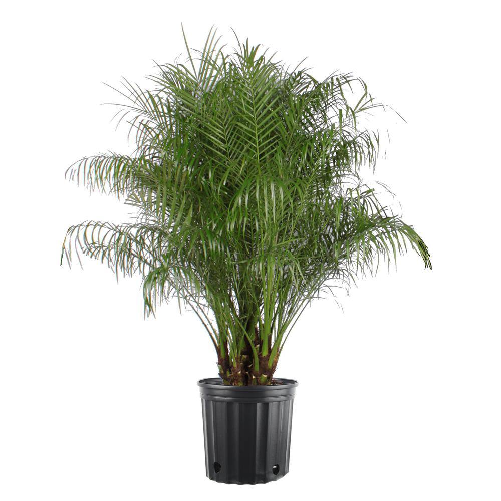 Costa Farms 5 Gal. Phoenix Robeline Palm Plant in Pot PR12