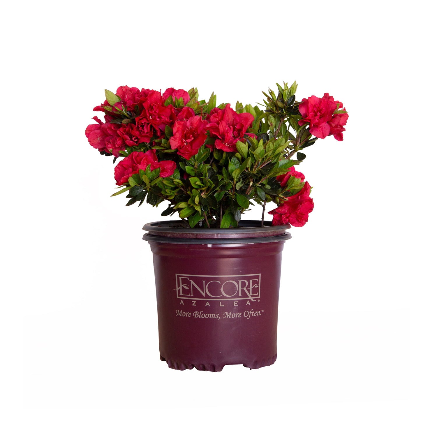 Encore Azalea Autumn Fire (1 Gallon) Red Flowering Shrub - Full Sun Live Outdoor Plant