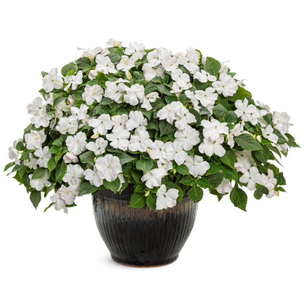 PROVEN WINNERS 4.25 in. Eco+Grande Soprano White (Impatiens) Live Plant White Flowers (4-Pack) IMPPRW1317504