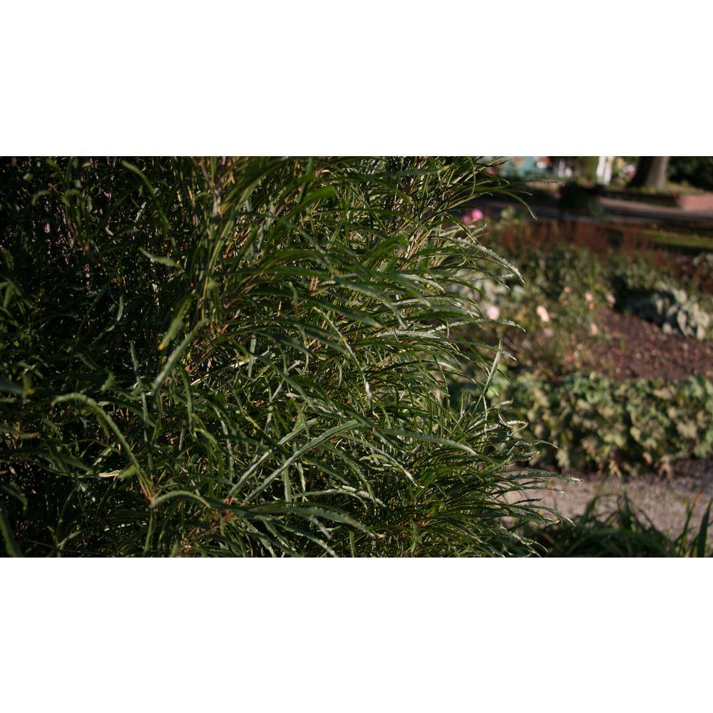 PROVEN WINNERS 4.5 in. qt. Fine Line Buckthorn (Rhamnus) Live Shrub Green Foliage RHAPRC1017800