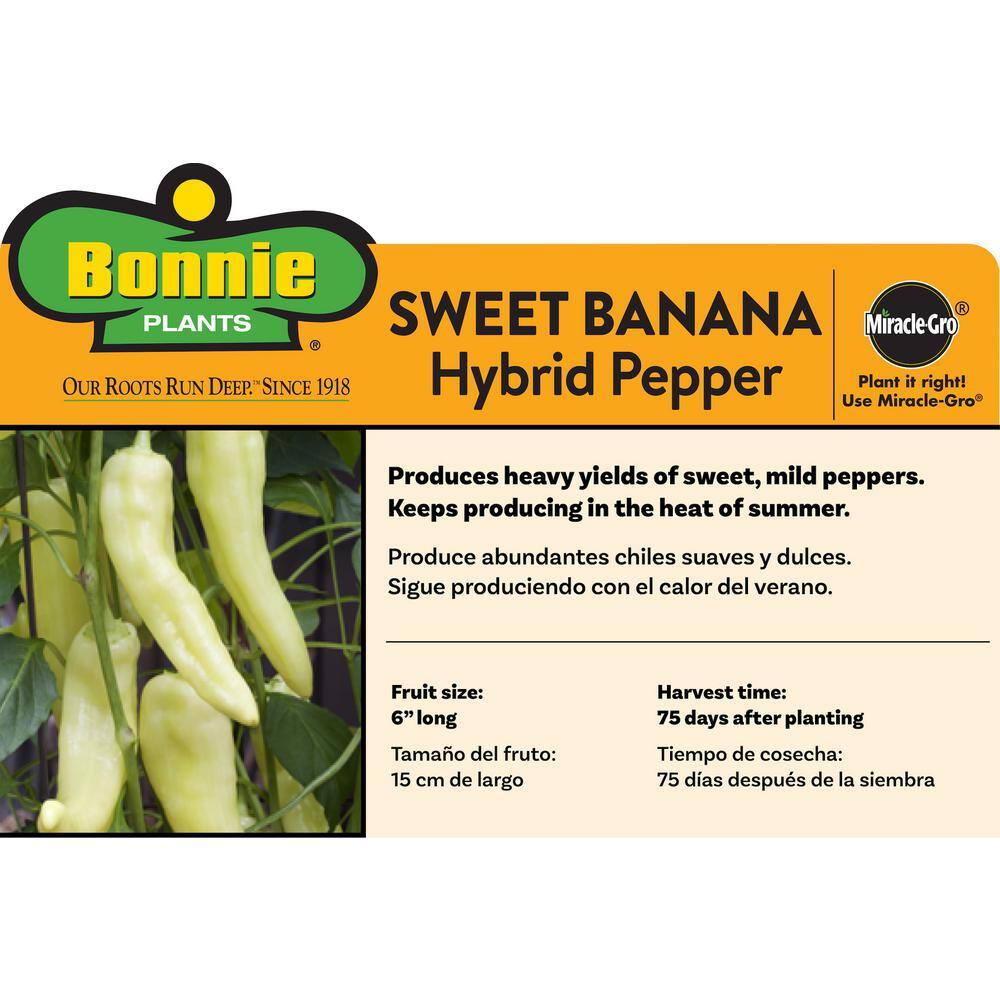Bonnie Plants 1.19 qt. Banana Sweet Pepper Plant (6-Pack) 2400