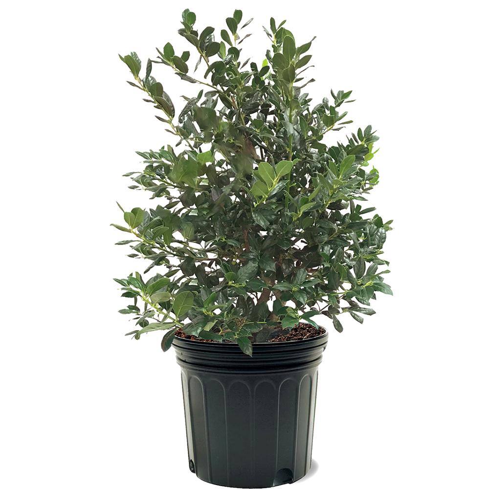 7 Gal. Nellie R. Stevens Holly Evergreen Tree HOLNEL07G
