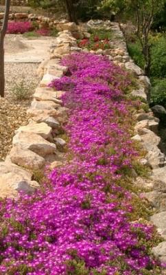 Classy Groundcovers - Delosperma cooperi Mesembryanthemum cooperi， similar to D. sutherlandii {25 Pots - 3 1/2 inch Square}