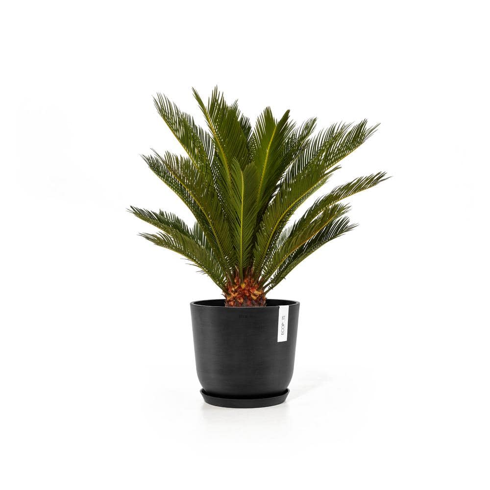 O ECOPOTS BY TPC Oslo 10 in. Dark Grey Premium Sustainable Planter ( with Saucer) OSLS.25.DG