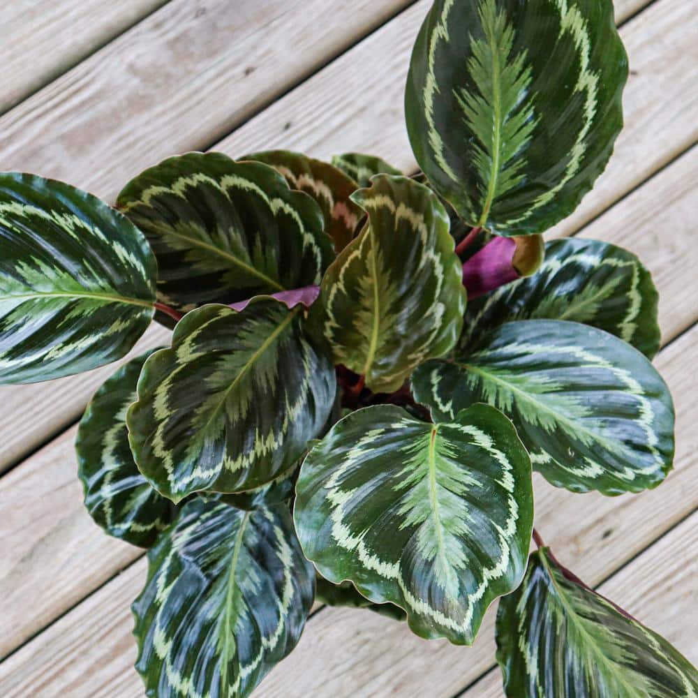 United Nursery Calathea Medallion Live Prayer Plant in 9.25 inch Grower Pot 02278