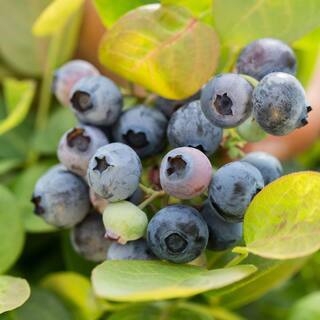 BUSHEL AND BERRY 2 Gal. Bushel and Berry Peach Sorbet Blueberry Live Plant with Tropical Flavored Berries O893802