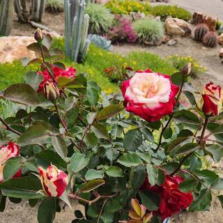 ALTMAN PLANTS My Bouquet 8 qt. Rose Creamy White Blossom With Red Edges (White Lies) 0872932