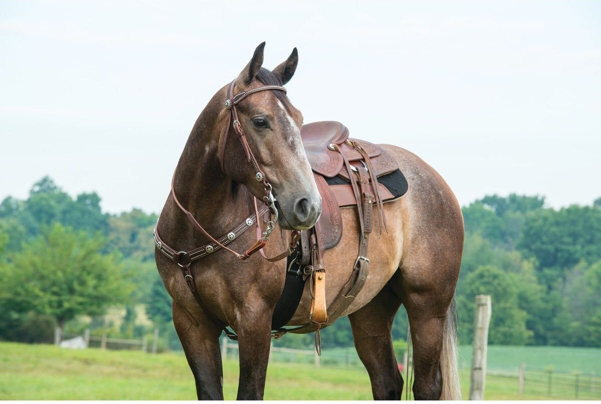 Weaver Leather Texas Star Tapered Horse Breast Collar