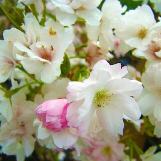 Online Orchards 3 ft. Amanogawa Cherry Blossom Tree with Narrow Columnar Growth and Profuse Pale Pink Flowers FLCH209