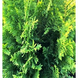 GARTENMEISTER 2.0 Gal. Degroot's Spire Thuja Occidentalis 'Degroot's Spire' Evergreen Live Shrub (1 Each) O88072M