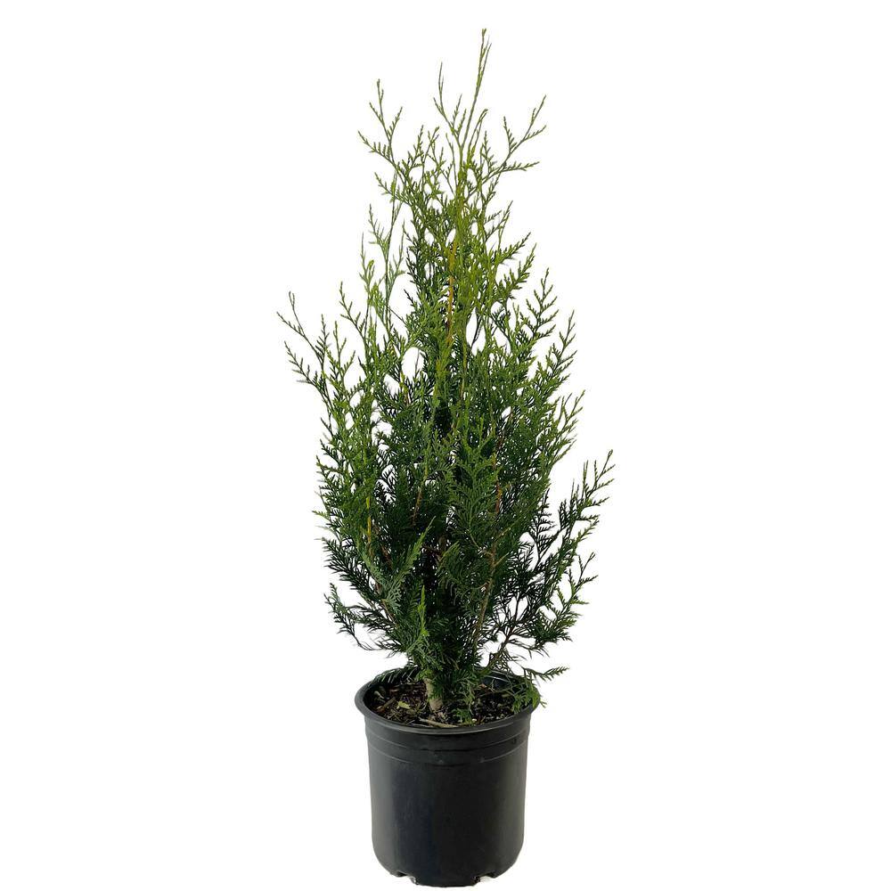 2.25 Gal. Dwarf Western Red Cedar 'Virescens' Live Shrub O885103