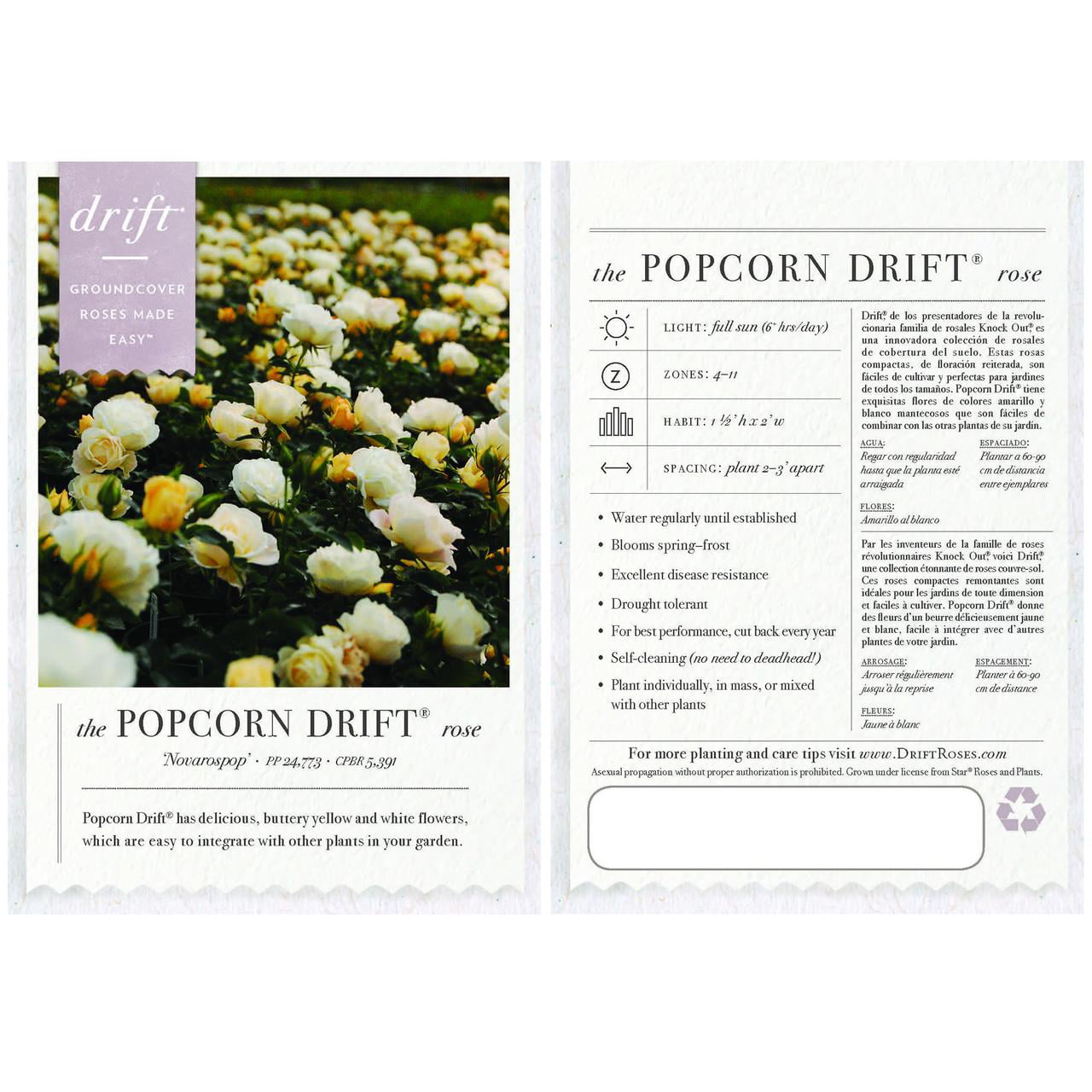 Drift Popcorn Rose Live Shrub (2 Gallon)