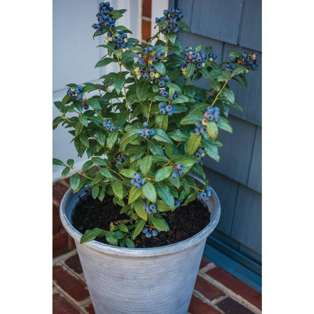 BUSHEL AND BERRY 1 Gal. Bushel and Berry Perpetua Blueberry Live Plant 20658