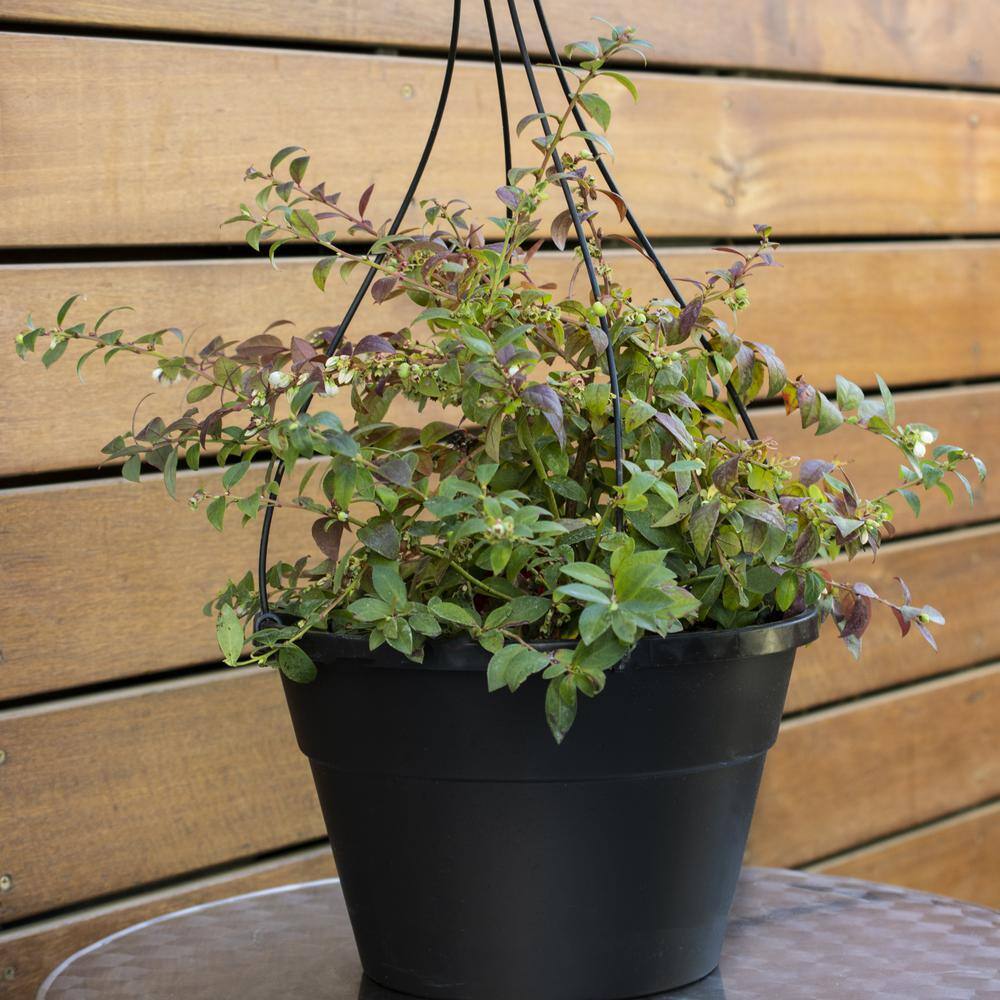 BUSHEL AND BERRY 10 in. Bushel and Berry Midnight Cascade Fruit Bearing Potted Blueberry Plant in Hanging Basket O8913H1