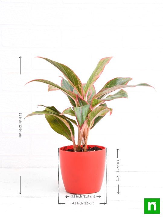 Aglaonema siam aurora, Aglaonema lipstick - Plant