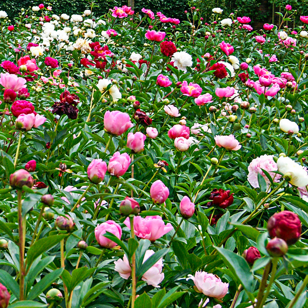 Multi-color Double Flowering Peony Dormant Bare Root Perennial Roots (5-Pack)