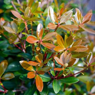 SOUTHERN LIVING 3 Gal. Bronze Beauty Cleyera - Live Compact Evergreen Shrub Glossy Foliage 55043