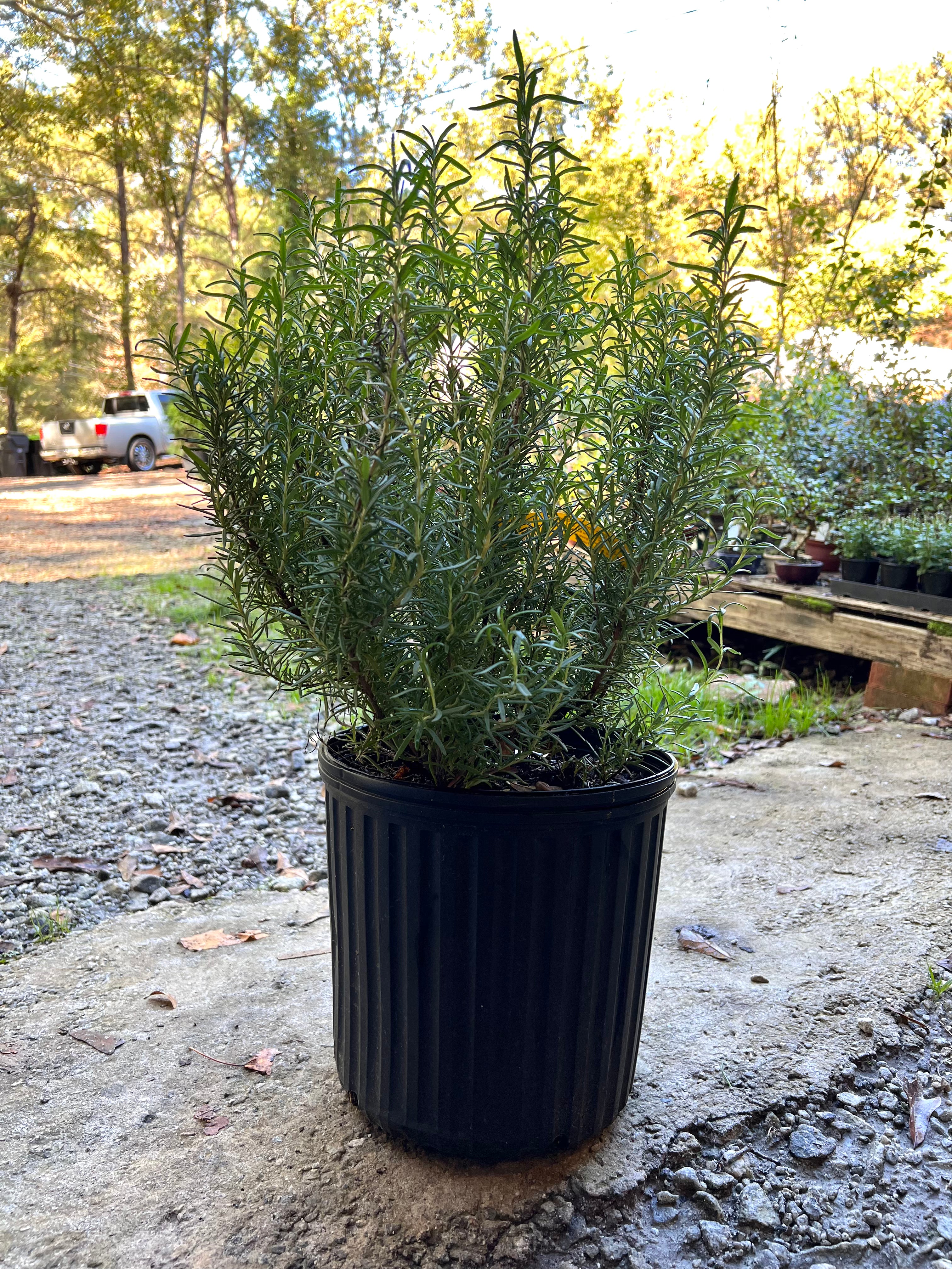 Tuscan Blue Rosemary-Live Christmas Tree