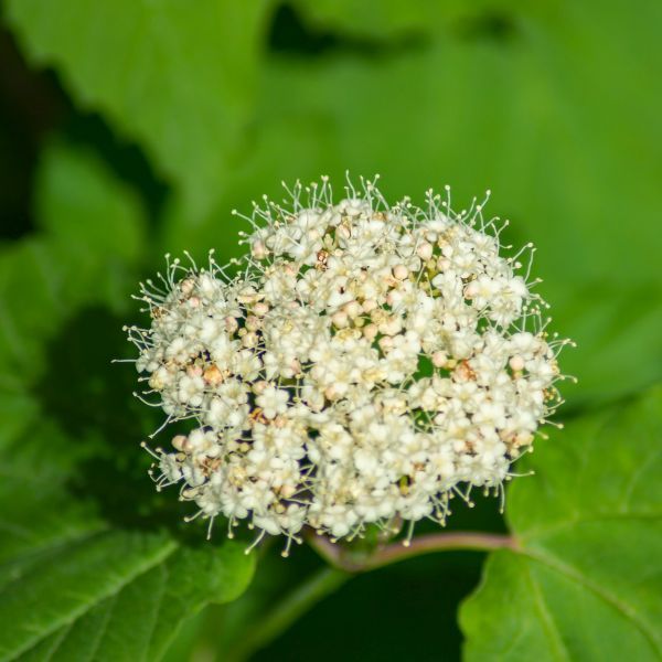 Arrowwood Viburnum Shrubs