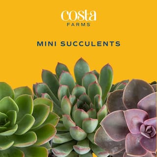 Costa Farms Mini Unique Indoor Succulent Plants in 2 in. Round Grower Pot Avg. Shipping Height 2 in. Tall (25-Pack) CO.SUCMINI.GP25