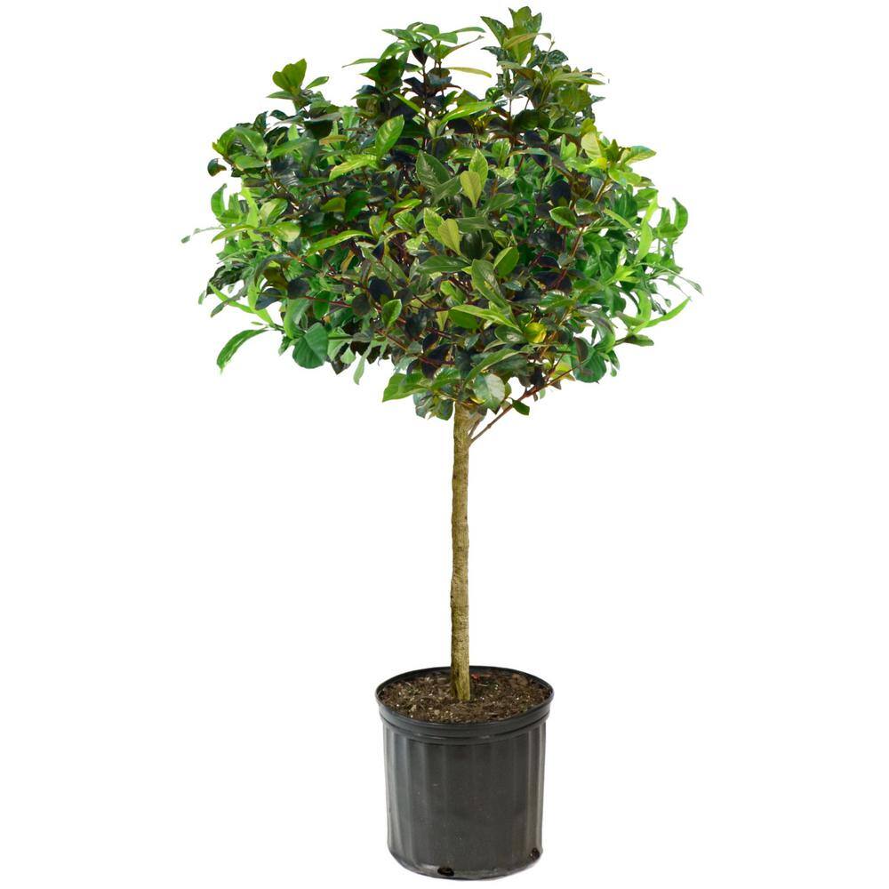 national PLANT NETWORK 3 gal. Gardenia Aimee Tree HD1891