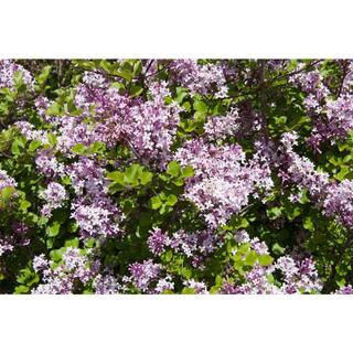 2.25 Gal. Korean Lilac Live Shrub with Fragrant Pink-Purple Flowers O860003