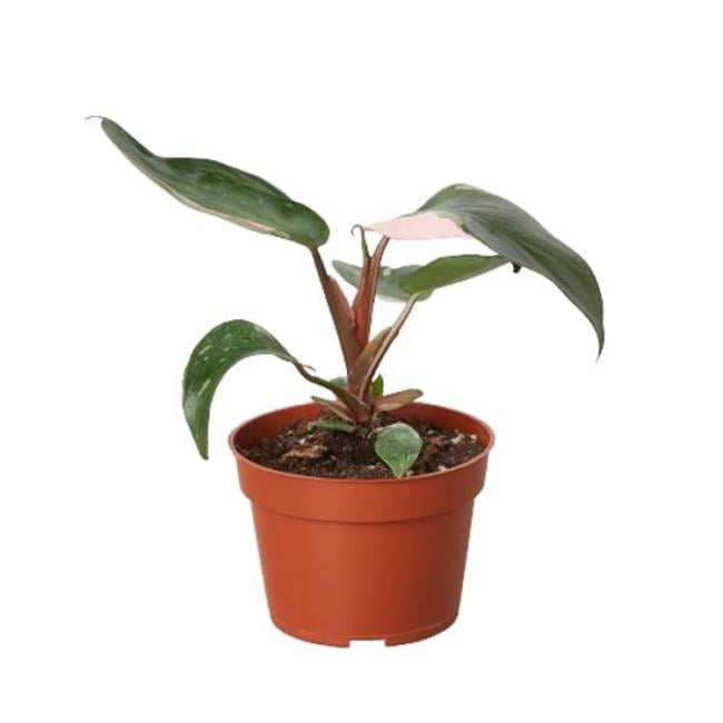 House Plant Dropship 4-PHILODENDRON-PINK.PRINCESS 4 in. Philodendron Pink Princess Pot