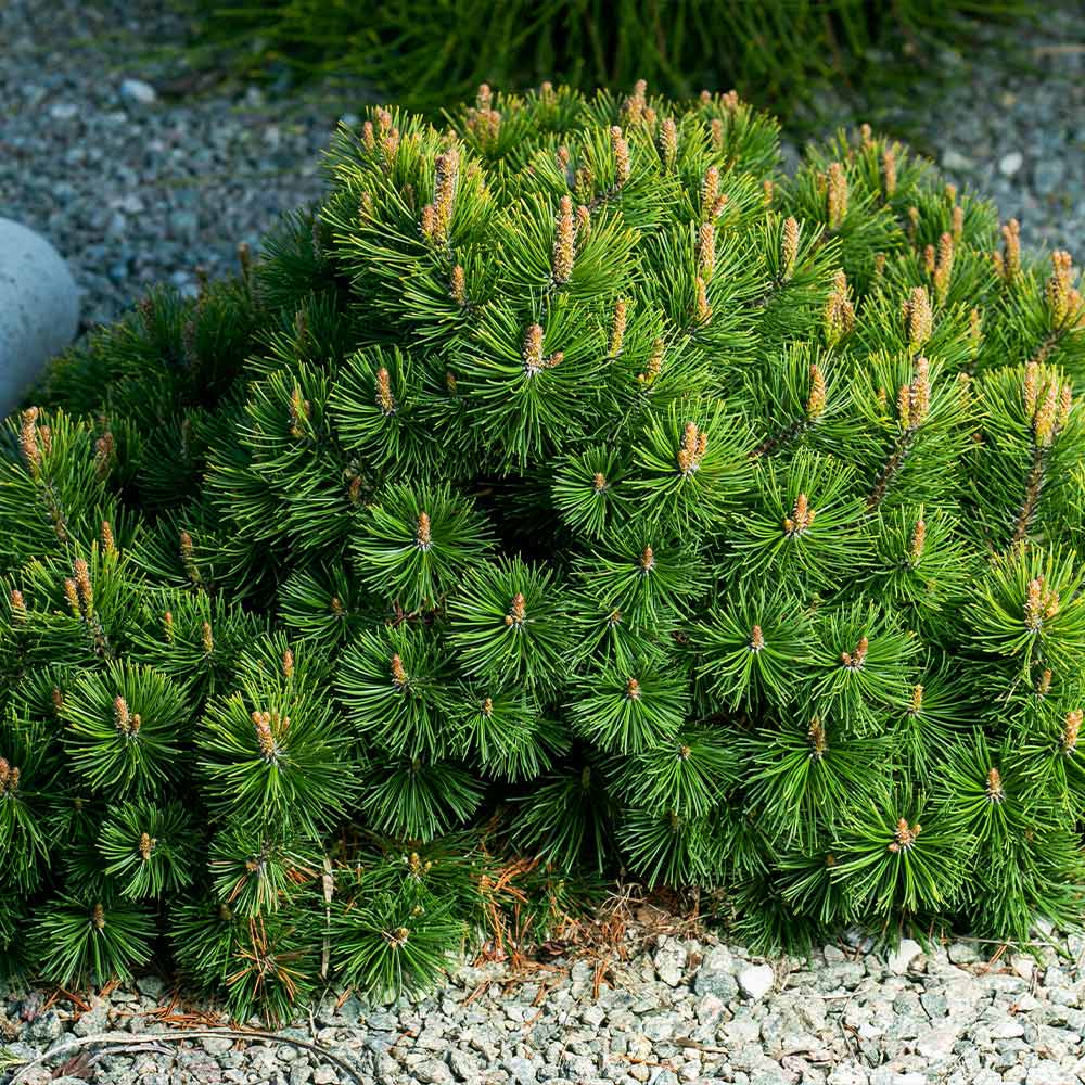 Dwarf Mugo Pine